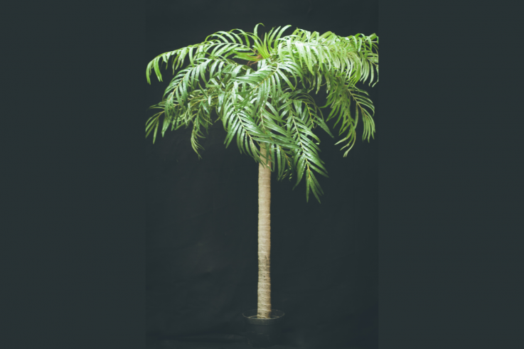 PalmTree